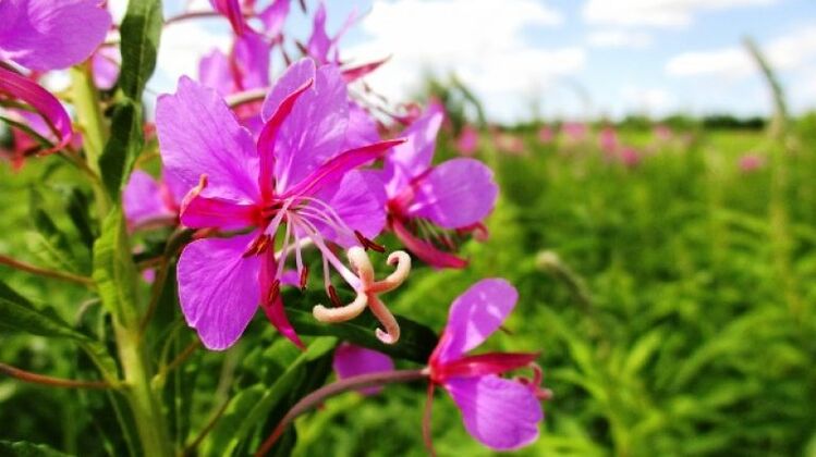 Inflorescences fireweed with undeniable benefits for men